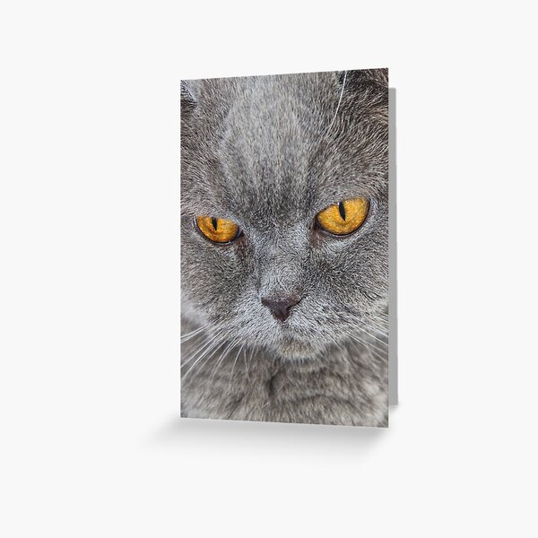 Cat Eyes Greeting Cards For Sale Redbubble