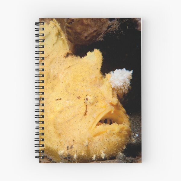 Item preview, Hispid Frogfish, North Sulawesi, Indonesia designed and sold by Erik Schlogl.