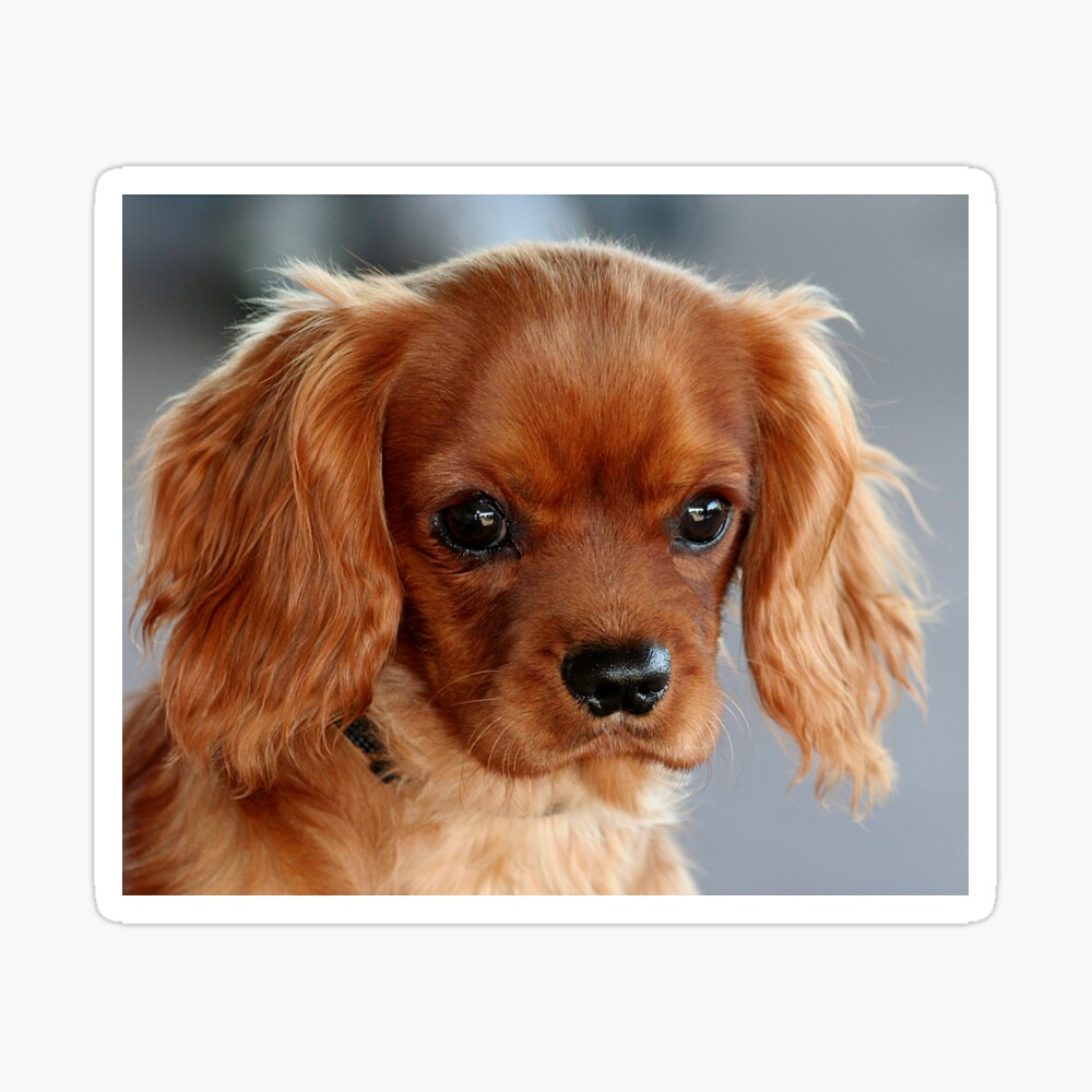 ruby king charles cavalier puppy