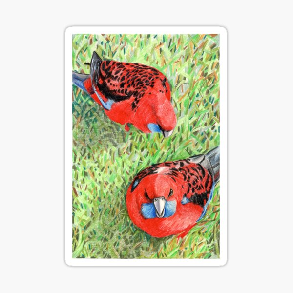 Crimson Rosellas Sticker