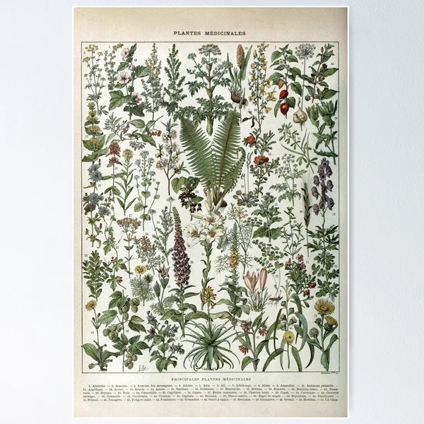 Medicinal PlantsVintage Illustration Poster for Sale by SFTStudio