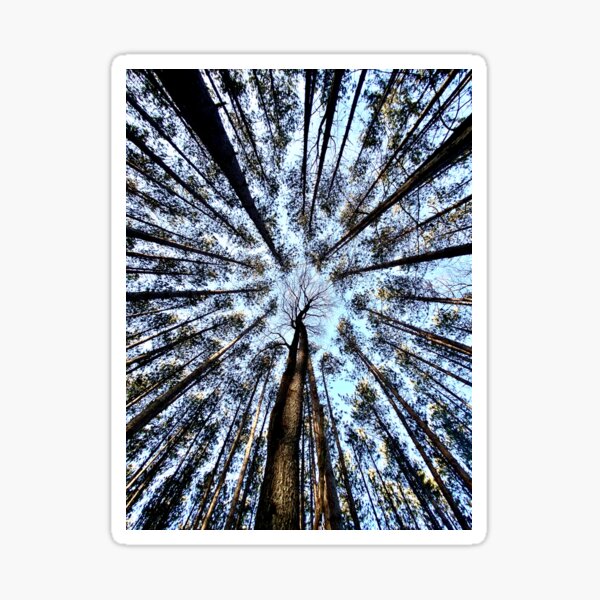 Item preview, Looking Upwards designed and sold by ShootFirstNYC.