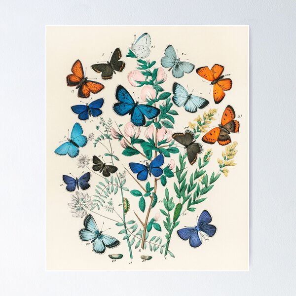 Vista previa del artículo con la obra «Arte De Mariposa Vintage», diseñado y vendido por SFTStudio.