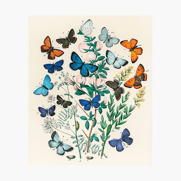 Item preview, Vintage Butterfly  Art designed and sold by SFTStudio.