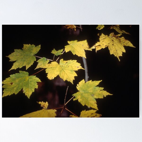 Item preview, Fall Maple Leaves Yellow and Green designed and sold by BeerMetal.