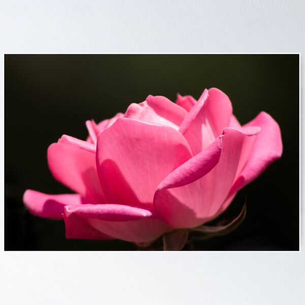 Item preview, Pink Flower 10 designed and sold by rebeccaholbrook.