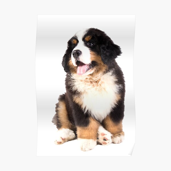 bernese mountain dog puppy Poster