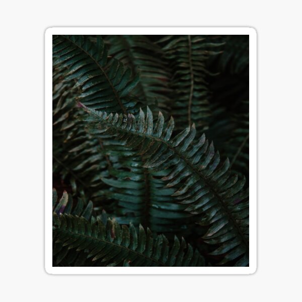 Item preview, Pacific Northwest Ferns designed and sold by JLPhotographer.