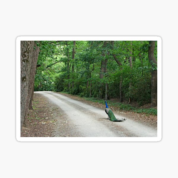 Item preview, Peacock Road designed and sold by Jenny Brice.