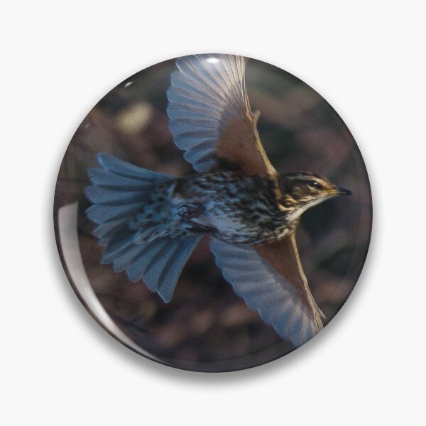 Item preview, Redwing in flight, Edinburgh. designed and sold by RobinDHunter.