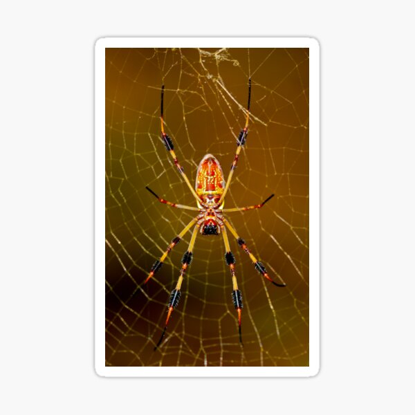 banana spider symmetry Sticker