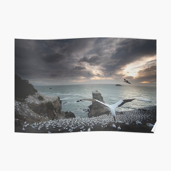 Gannet Colony Auckland New Zealand Poster