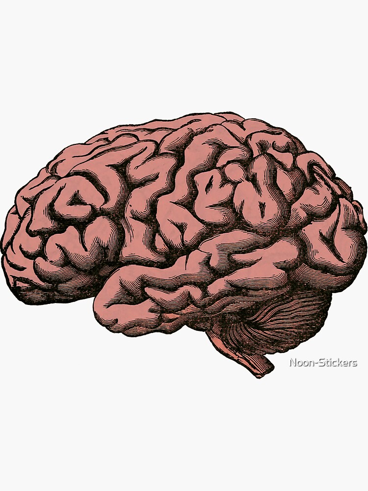 cerebro dibujo arte