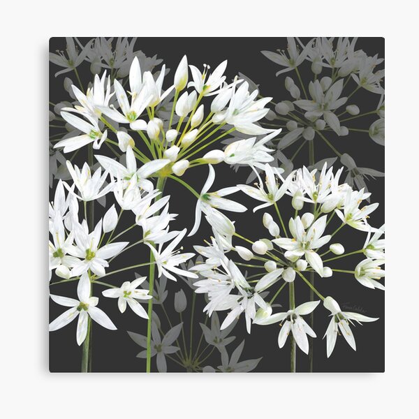 Ramsons - Wild Garlic - White Flowers Canvas Print