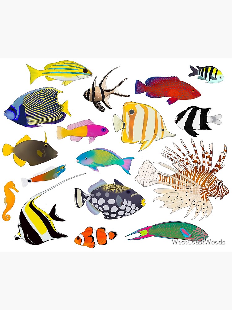 Coral Reef Fishes Poster