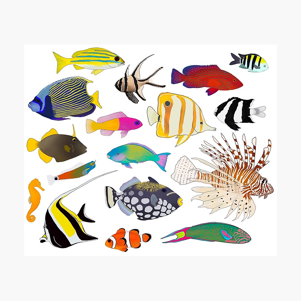 Coral Reef Fishes Poster