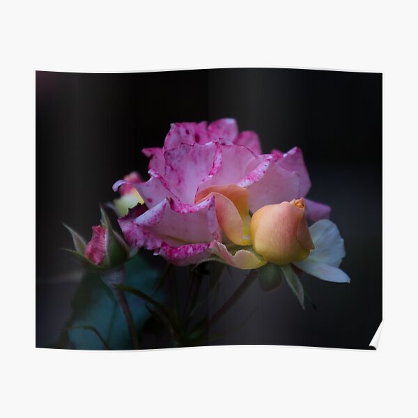 Rose Garden Poster