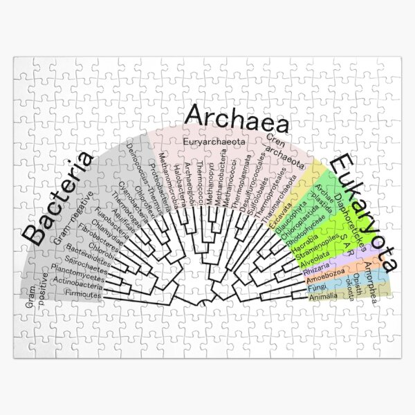 Phylogenetic Evolutionary Tree: Bacteria, Archaeva, Eukaryota Jigsaw Puzzle