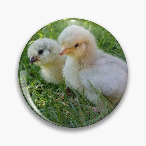 Item preview, Cute Chicks in the Grass designed and sold by SunnySunshine20.