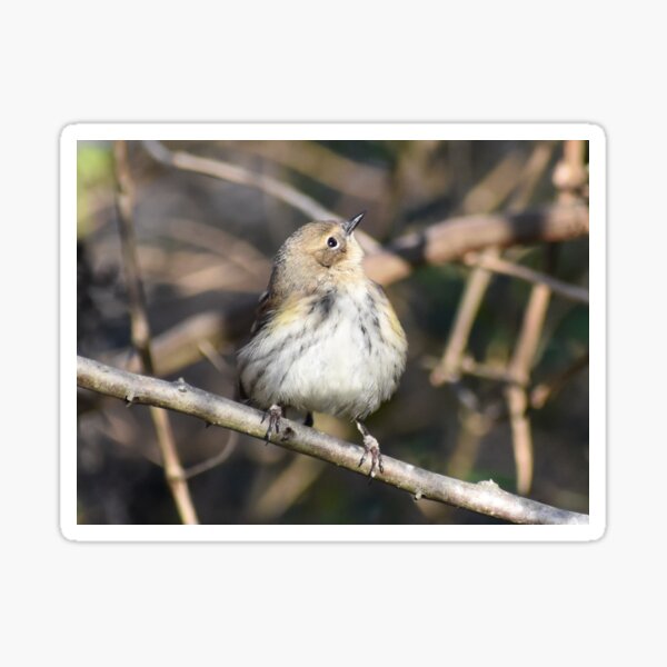 Item preview, Yellow rumped warbler designed and sold by Tonia Delozier's Photography .