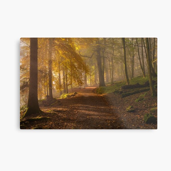 Autumn Morning Metal Print