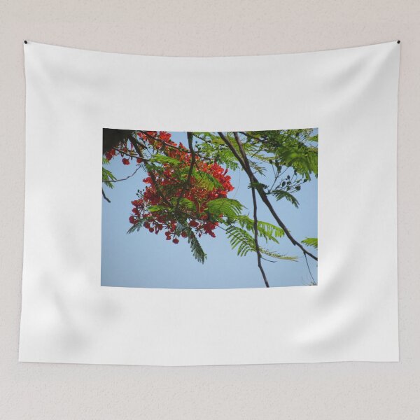 Item preview, Royal Poinciana Flowers designed and sold by abacoian.