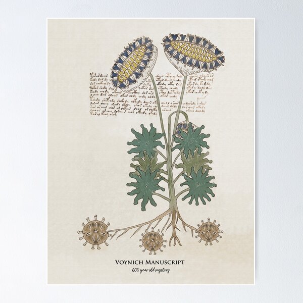 Item preview, Sunflower: Voynich Manuscript 15th or 16th century mystery designed and sold by ebrawne.