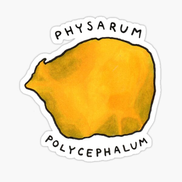 Slime Mold (Physarum polycephalum) Sticker