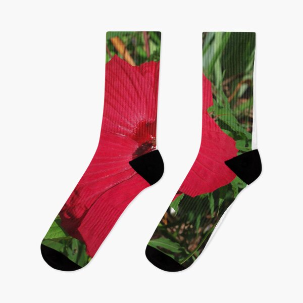 Artikelvorschau, Hibiskus 'Fireball' - königlicher roter Stern meines Spätsommergartens entworfen und verkauft von rvjames.