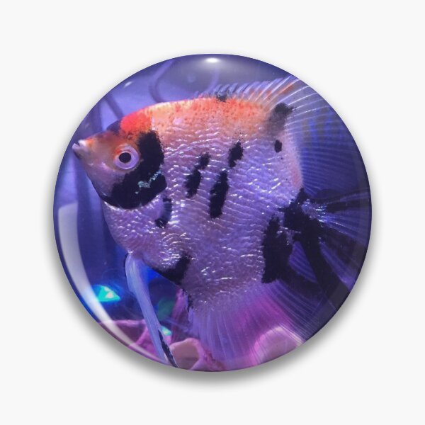 Item preview, Koi Angelfish designed and sold by Artaith-21.