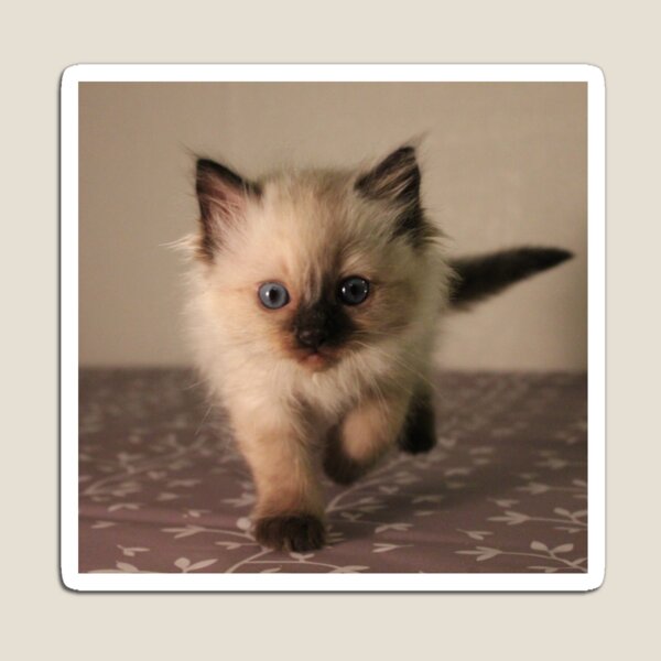 Kitten loves you Magnet