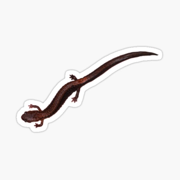 Item preview, red back salamander designed and sold by laceyyyann34.