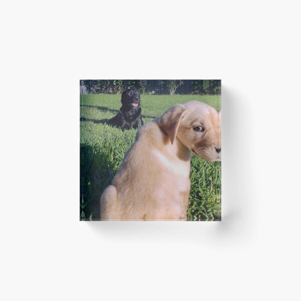 Item preview, Labradors on Grass designed and sold by JWIZZY.