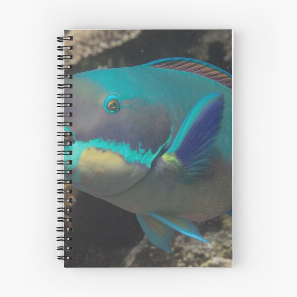 Item preview, Steephead Parrotfish designed and sold by Mark Rosenstein.