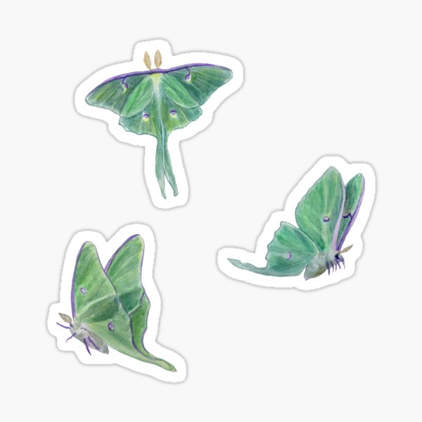 Luna Moth Sticker — Kat Weber Art