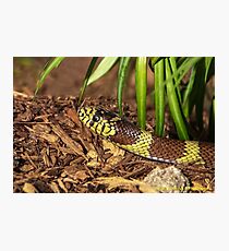 A Visit From the King Photographic Print