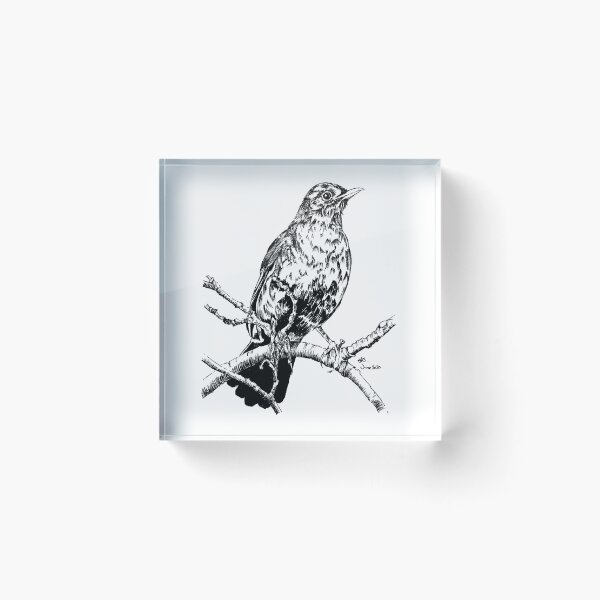 Artikelvorschau, Amsel in einem Baum entworfen und verkauft von JulieSpriddle.