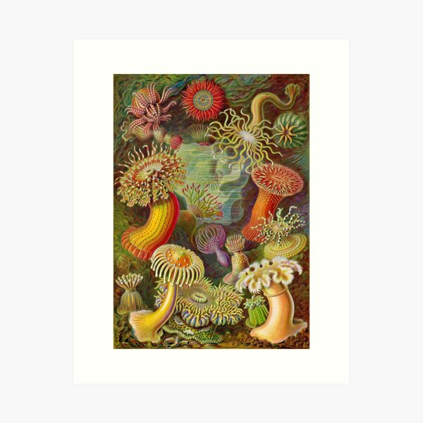 Sea anemone - Ernst Haeckel  Art Print