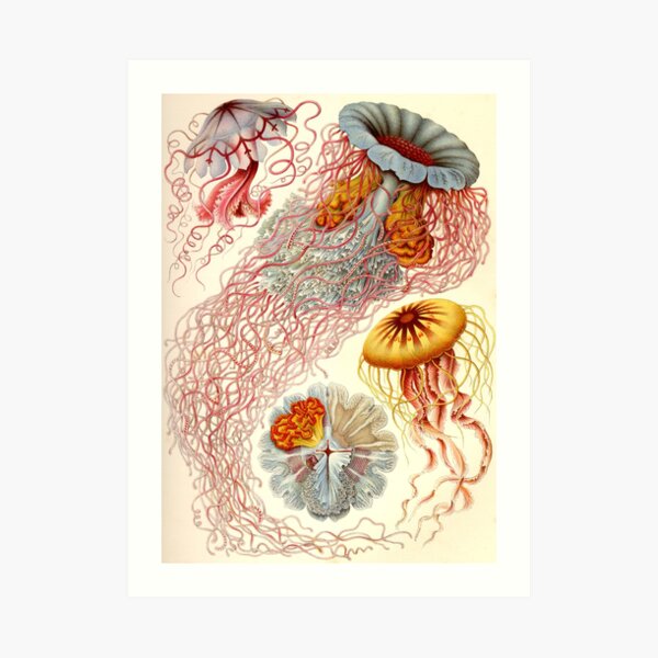 Jellyfish - Ernst Haeckel Art Print