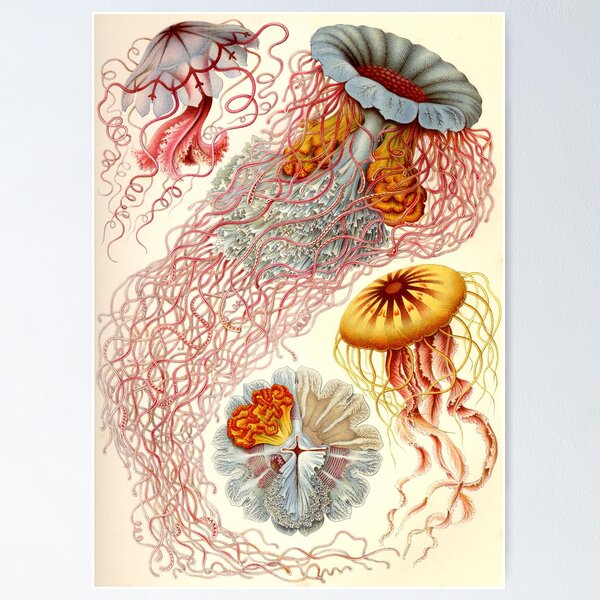 Item preview, Jellyfish - Ernst Haeckel  designed and sold by billythekidtees.