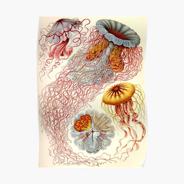 Jellyfish - Ernst Haeckel Poster