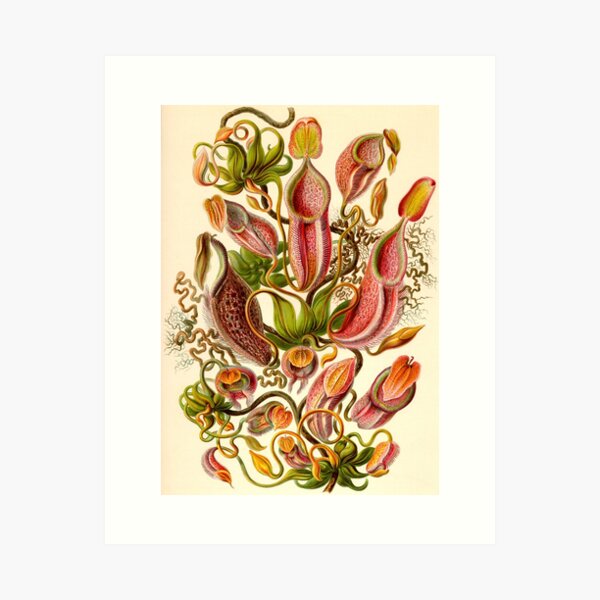 Item preview,  Pitcher Plant -  Ernst Haeckel designed and sold by billythekidtees.
