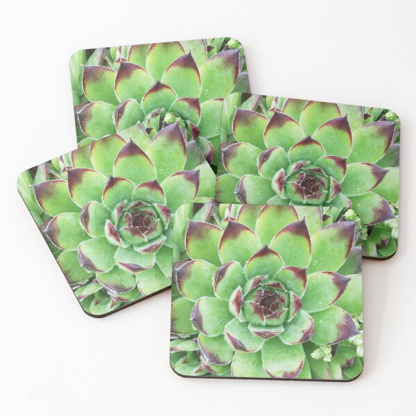 Item preview, Succulent designed and sold by yyolka.