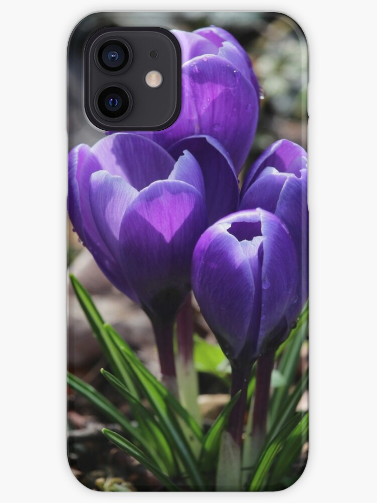 Funda de iPhone «Flores de color morado oscuro azafrán en primavera» de  Imladris01 | Redbubble