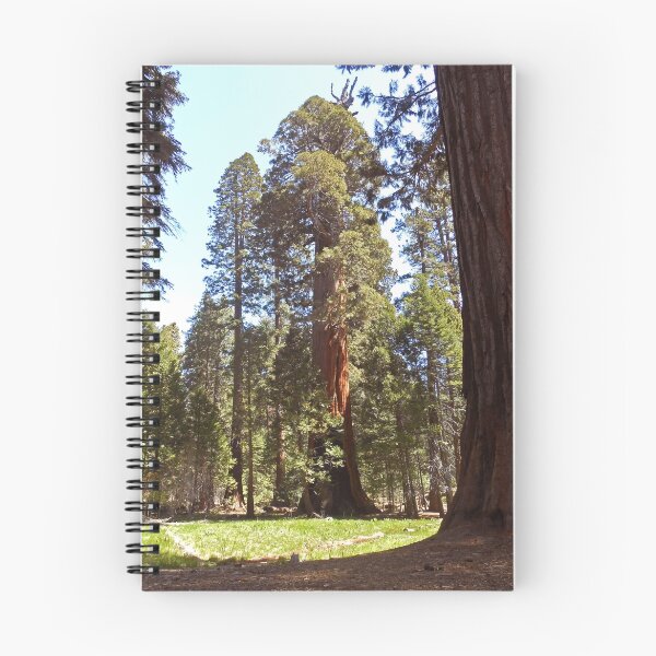 Item preview, Giant Sequoia Tree designed and sold by HHImagery.