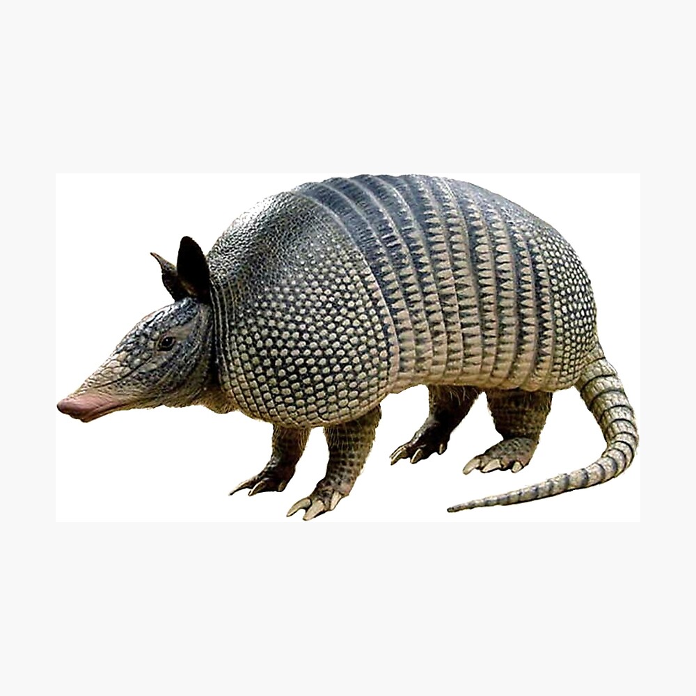 Armadillo! Poster