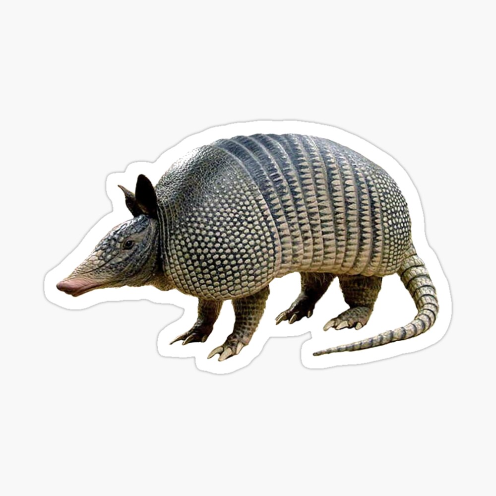 Armadillo! Poster