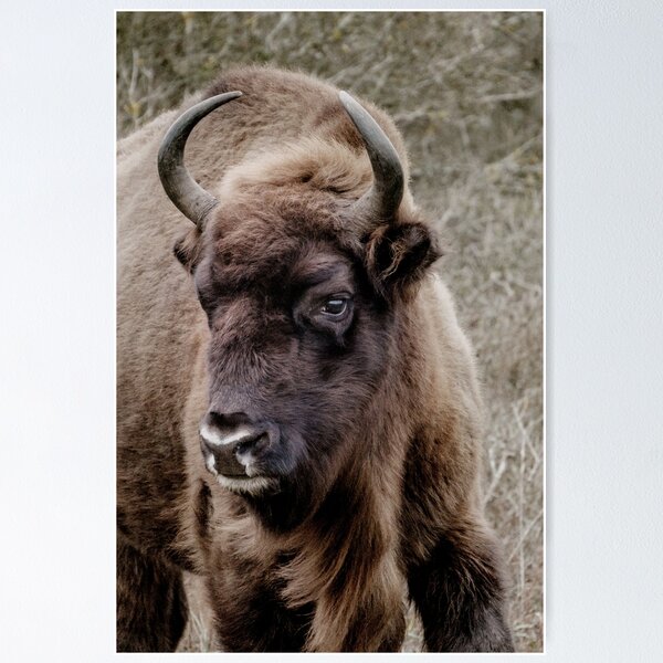 Item preview, European bison portrait designed and sold by Melissa Peltenburg.