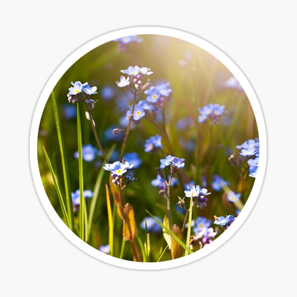 Forget me not Sticker