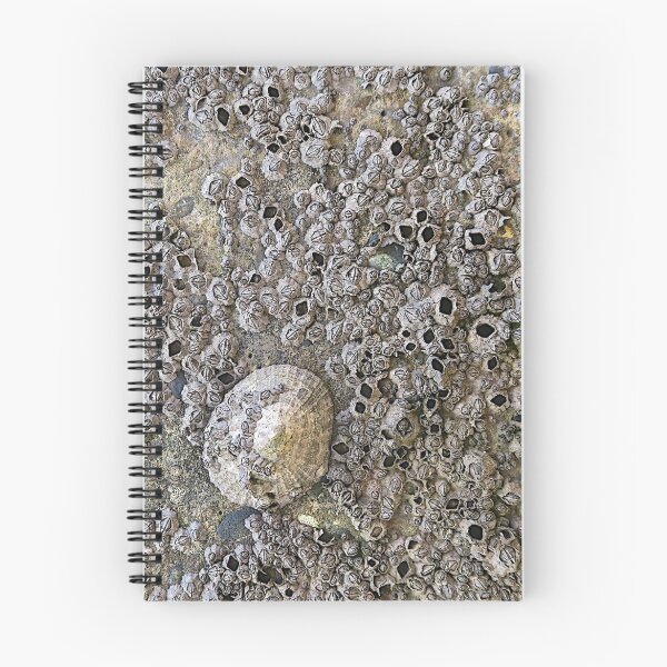 Item preview, Barnacles designed and sold by John Thurgood.